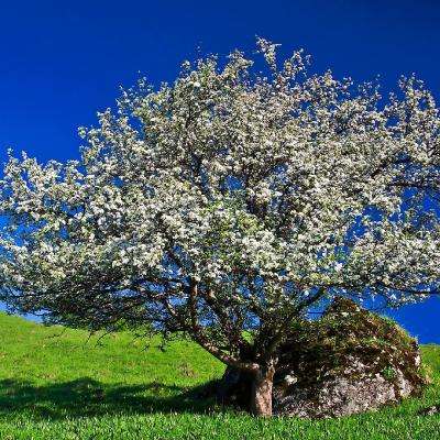 十一选五软件下载安装